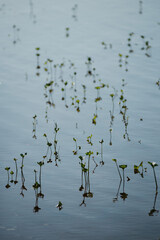 Plants sprouting from under water