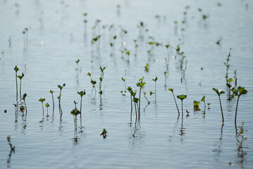 Plants sprouting from under water