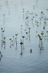 Plants sprouting from under water
