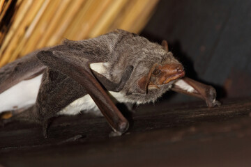 Mauritius-Grabfledermaus / Mauritian tomb bat / Taphozous mauritianus