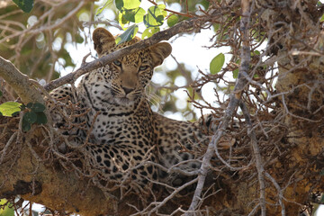 Leopard / Leopard / Panthera pardus.