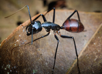 Giant Forest Ant Dinomyrmex gigas macro photo