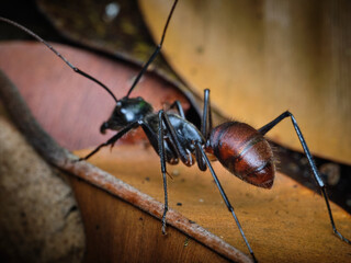 Giant Forest Ant Dinomyrmex gigas macro photo