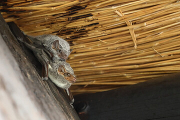Mauritius-Grabfledermaus / Mauritian tomb bat / Taphozous mauritianus