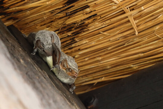 Mauritius-Grabfledermaus / Mauritian Tomb Bat / Taphozous Mauritianus