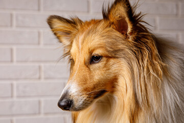 Naklejka premium Close-up of Sheltie shetland sheepdog studio portrait.