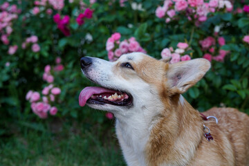 Happy smiling Welsh Corgi Pembroke dog in a park with flower background