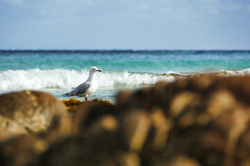 Seagull on a beach standing remotely behind sea rocks