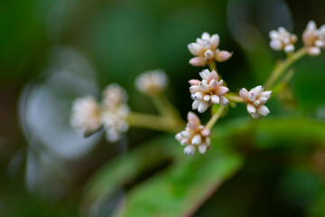 close up of a white flower
