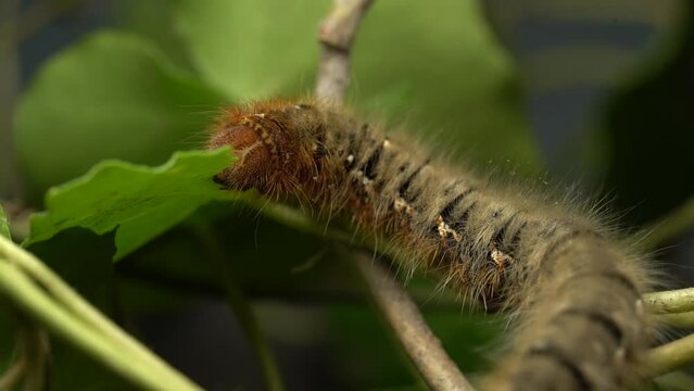 Lasiocampa Quercus Caterpillar, Oak Eggar Moth Eating The Leaf Of Plant. - macro