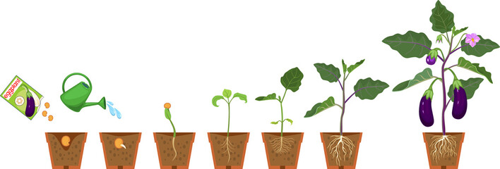 Life cycle of eggplant plant. Growth stages from seeding to flowering and fruiting plant with root system in flower pot isolated on white background © Kazakova Maryia