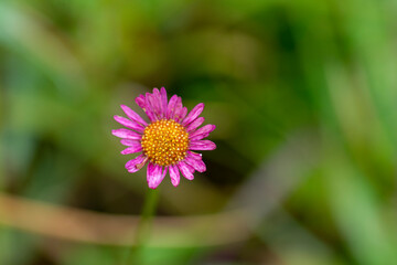 Obraz premium pink flower in the garden