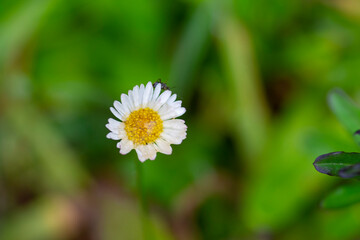 Kingdom:	Plantae
Clade:	Tracheophytes
Clade:	Angiosperms
Clade:	Eudicots
Clade:	Asterids
Order:	Asterales
Family:	Asteraceae
Genus:	Erigeron
Species:	E. karvinskianus