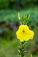 Common evening-primrose Species: O. biennis
Order: Myrtales
Genus: Oenothera
Family: Onagraceae
Kingdom: Plantae