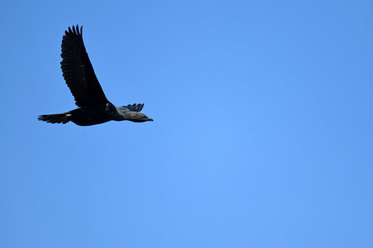 Pygmy cormorant // Zwergscharbe (Microcarbo pygmeus) - Axios Delta, Greece