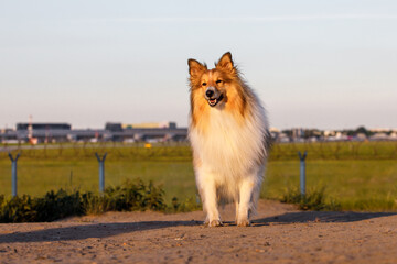 Adult sable sheltie shetland sheepdog outdoor.