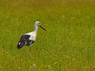 A white stork walking in a flower meadow.