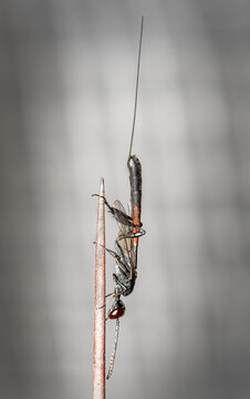 Giant ichneumon wasp of the genus Dolichomitus with long ovipositor resting on thin stem against clean grey background