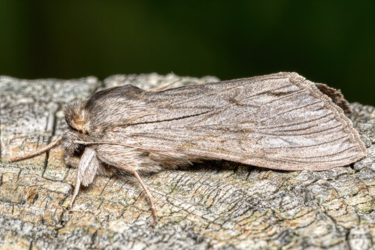 Camouflaged shark moth Cucullia umbratica resting on textured grey wood against dark green bokeh background