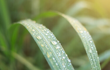 water drop on sugar cane leaf in local sugar cane farm in rainy season. selective focus. © Apiwat