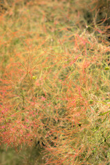 hairy flowers of a wig tree