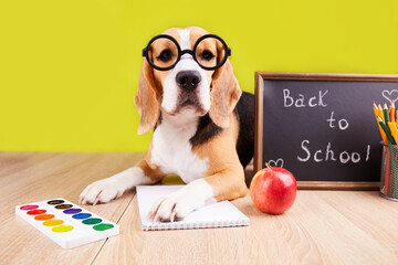 Back to school. A beagle dog with round glasses is lying on a desk with school supplies. 