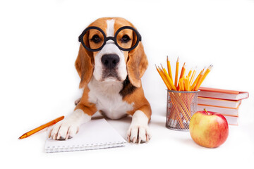A beagle dog with glasses lies on a white isolated background with school supplies. The concept of...