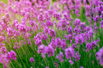 Closeup image of violet lavender flowers in the field
