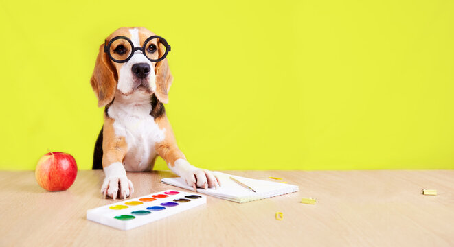 A beagle dog with round glasses is sitting at a desk with school supplies. The concept of education, back to school. 