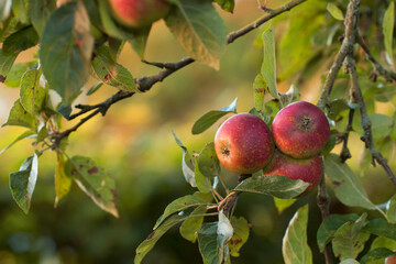 Closeup of ripe red apples on a tree with copy space. Organic, healthy fruit growing on an orchard tree branch on a sustainable farm. Details of ripened nutrition fresh produce ready for harvesting