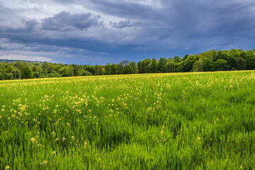Rapeseed field in Miedzyrzecze Gorne, small village in Bielsko County, Poland