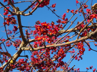 Euonymus europaeus against a background of blue sky