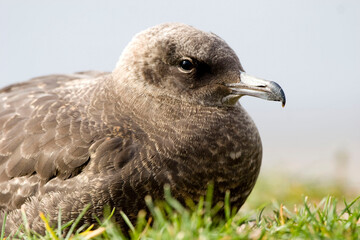 Pomarine Jaeger, Stercorarius pomarinus, relaxed