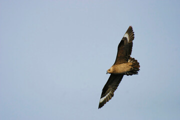 South Polar Skua, Stercorarius maccormicki, in flight