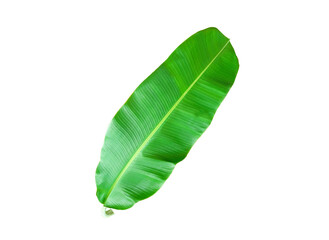 Fototapeta premium Single banana leaf isolated on white background for design or stock photo, summer flora, nature plant, greenery
