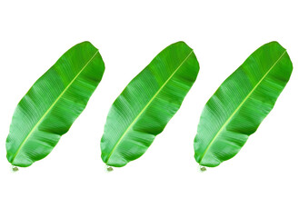Top view set banana leaf isolated on white background for design or stock photo, summer flora, nature plant, greenery