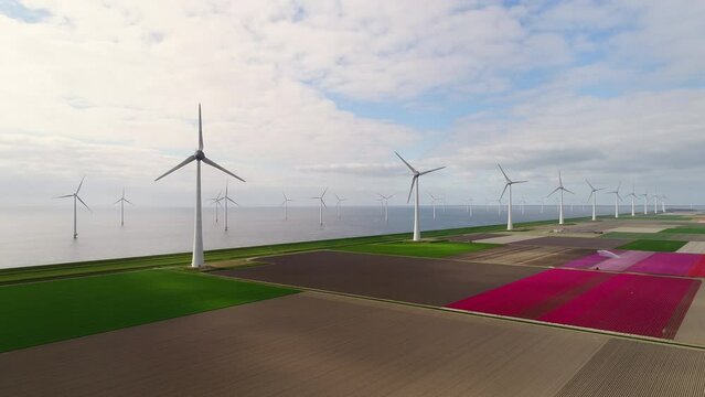 Windfarm and tulip fields / Noordoostpolder, Flevoland, Netherlands