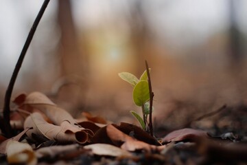 Young plant in the morning light