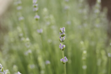 Fototapeta premium Closeup view of beautiful lavender growing in field