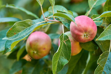 Copy space with fresh red apples growing on trees for harvest in a sustainable orchard outdoors on a sunny day. Juicy, nutritious and ripe produce growing seasonally and organically on a fruit farm