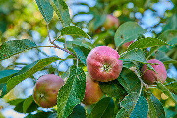 Below of red ripe apples on a tree with green leaves. Organic and healthy fruit growing on an orchard tree branch on a sustainable farm in summer. Group of fresh seasonal produce ready for harvesting