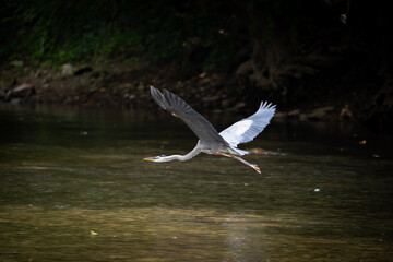 Great Blue Heron with wings spread flying over river