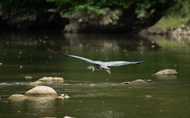 Great Blue Heron flying quickly over river