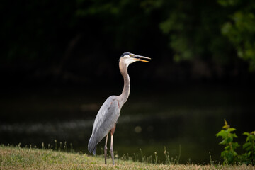 Great Blue Heron standing in front of river
