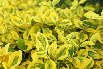 Beautiful winter creeper with bright leaves as background, closeup. Gardening concept