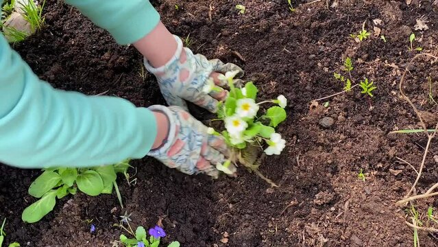 The summer resident plants small bushes with beautiful white flowers in a flower bed. Country life. A woman is ennobling her summer cottage.