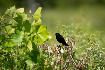 Red winged blackbird perched on bush at park