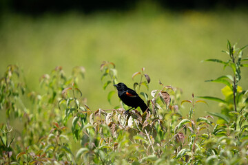 Red winged blackbird perched on plant
