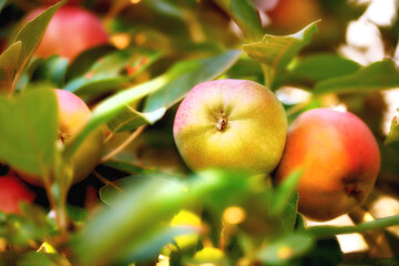 Closeup of apples growing in a sunny orchard or farm outdoors. Fresh raw fruit being cultivated and harvested from trees with leaves in a garden. Nutritious and ripe produce ready to be picked