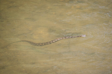 Common Watersnake swimming in brown river